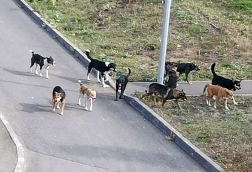Нападением форум. Стая собак Южный Смоленск. Стая собак. Бродячие собаки атакуют.